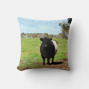 Female Galloway Cow In Country, Cushion
