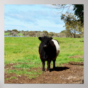 Female Galloway Cow In Country, Poster