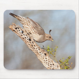 Female Gambel's Quail Mouse Pad