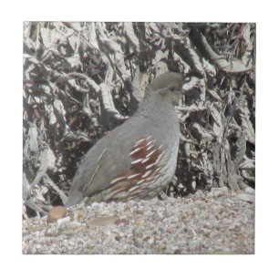 Female Gambel's Quail Tile