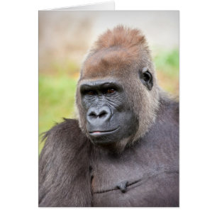 Female Gorilla