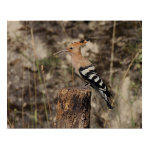 Female Hoopoe On Trunk Poster