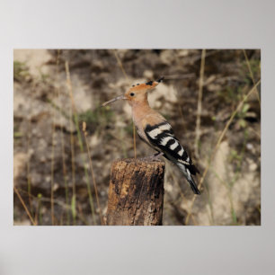 Female Hoopoe On Trunk Poster