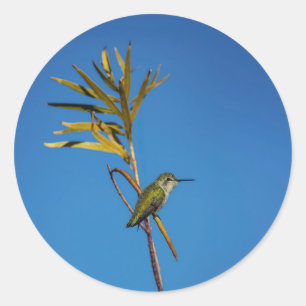 Female Hummingbird  Classic Round Sticker