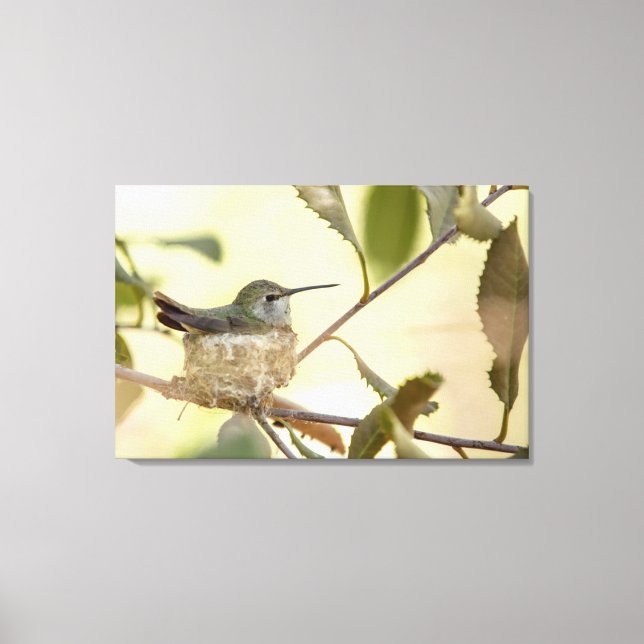 Female hummingbird on her nest canvas print (Front)