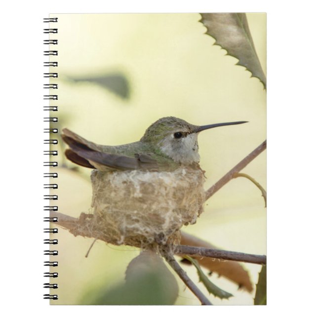 Female hummingbird on her nest spiral notebook (Front)