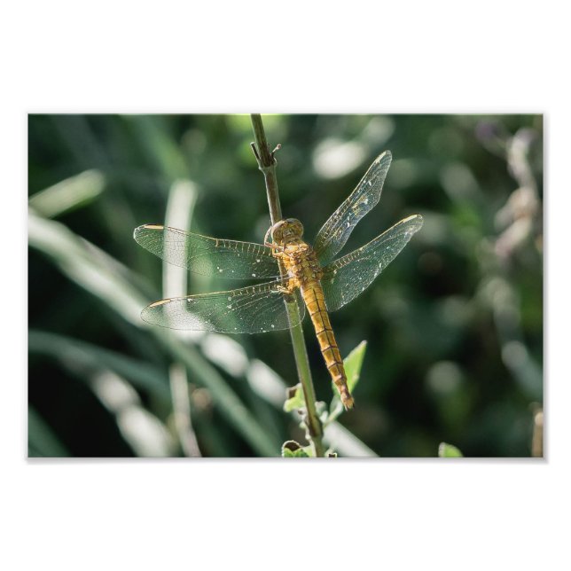 Female Keeled Skimmer Dragonfly Photo Print (Front)