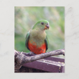 Female king parrot postcard