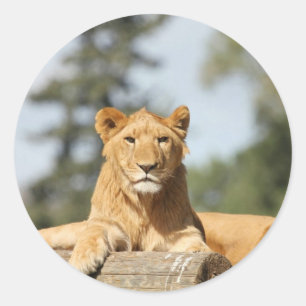 Female Lion Classic Round Sticker