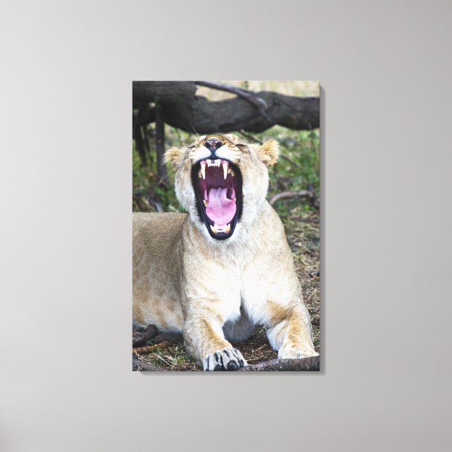 Female lion (Panthera leo), Masai Mara National 2 Canvas Print (Front)