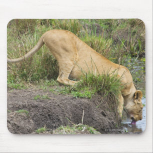 Female lion (Panthera leo), Masai Mara National Mouse Pad