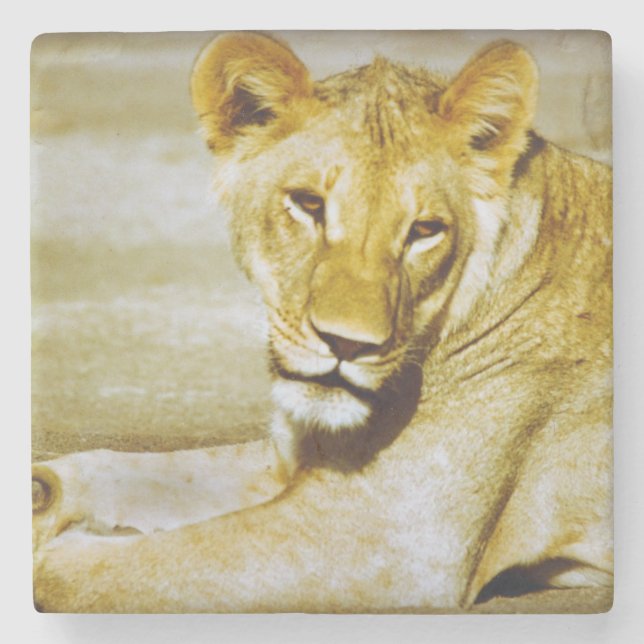Female lion watching wild life coaster (Front)