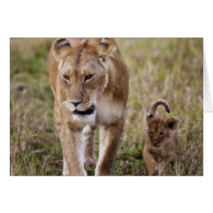 Female Lion with Cub