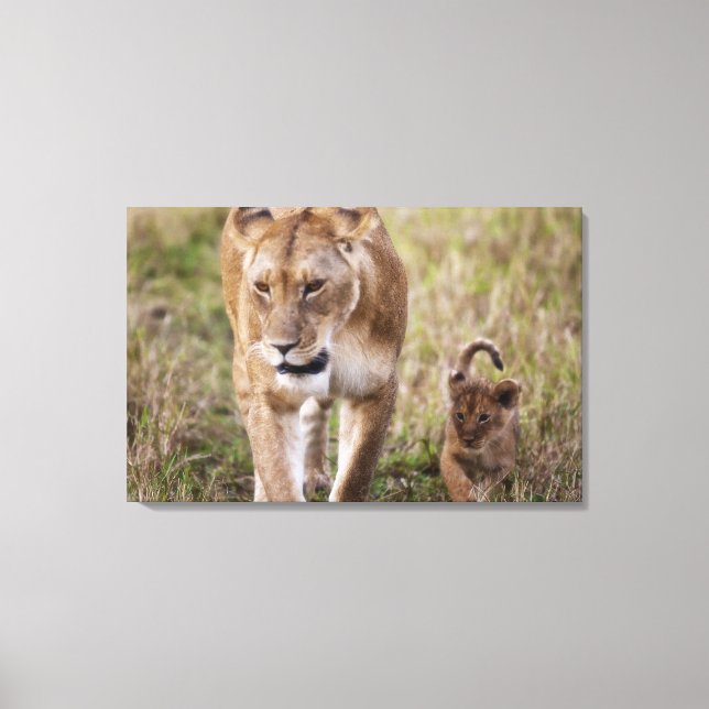 Female Lion with Cub Canvas Print (Front)