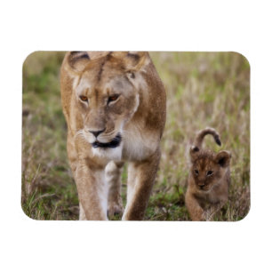 Female Lion with Cub Magnet