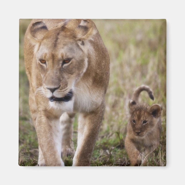 Female Lion with Cub Magnet (Front)