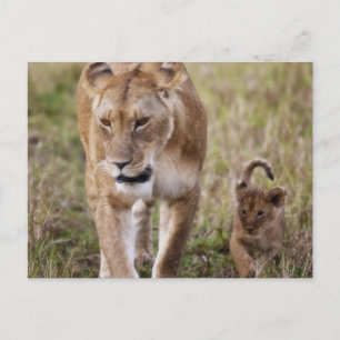 Female Lion with Cub Postcard