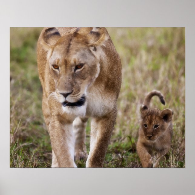 Female Lion with Cub Poster (Front)