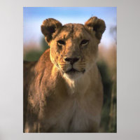Female Lioness Lion Lovers Gifts