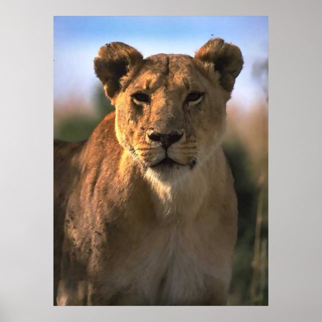 Female Lioness Lion Lovers Gifts Poster (Front)
