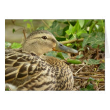Female Mallard Duck Card