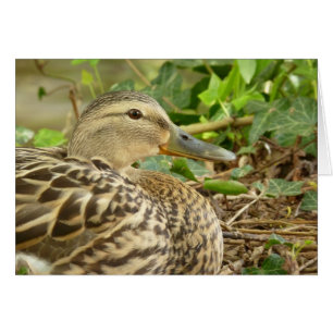 Female Mallard Duck Card
