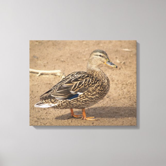 Female Mallard Duck Closeup Photo Canvas Print (Front)