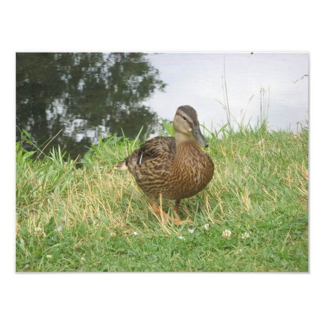 Female Mallard Duck Photo Enlargement (Front)