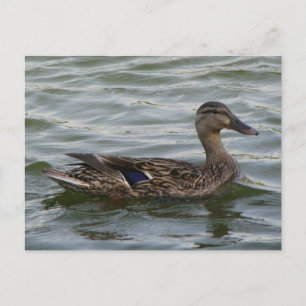 Female  Mallard Duck Postcard
