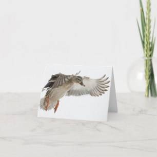 Female Mallard in Flight Blank Note Card