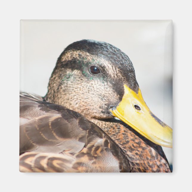 Female Mallard Magnet (Front)
