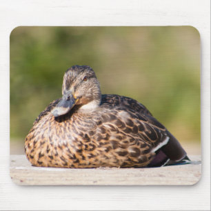 Female Mallard Mouse Pad