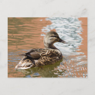 Female Mallard Postcard