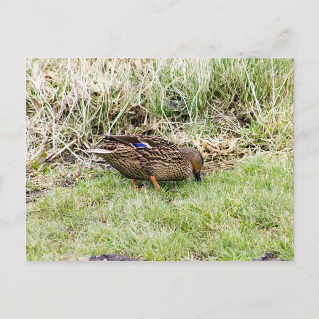 Female Mallard Postcard (Front)
