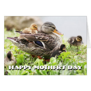 Female Mallard Surrounded By Ducklings