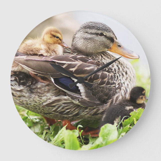 Female Mallard Surrounded By Ducklings Large Clock (Front)