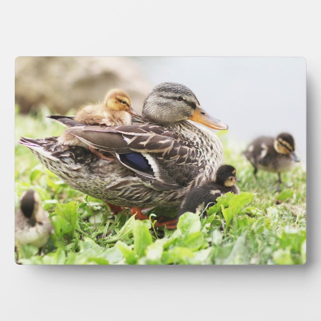 Female Mallard Surrounded By Ducklings Plaque (Front)