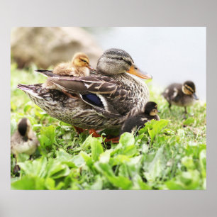 Female Mallard Surrounded By Ducklings Poster