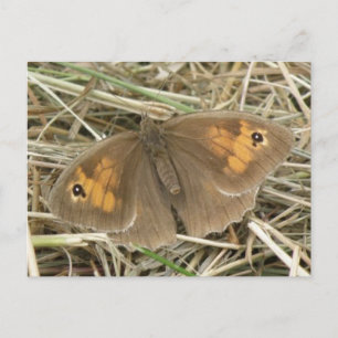 Female Meadow Brown Butterfly Postcard
