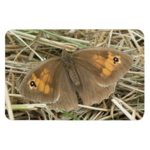 Female Meadow Brown Butterfly Premium Magnet