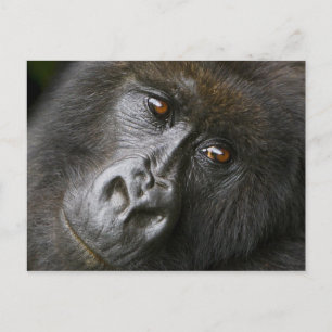 Female Mountain Gorilla Postcard