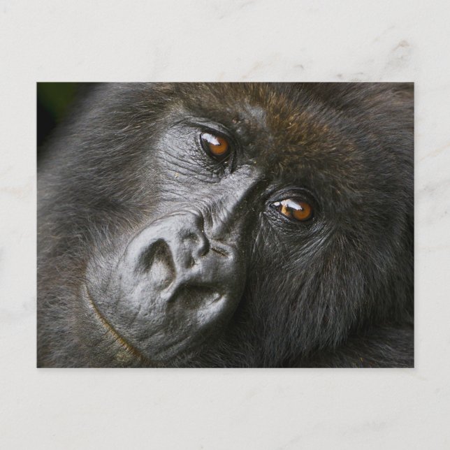 Female Mountain Gorilla Postcard (Front)