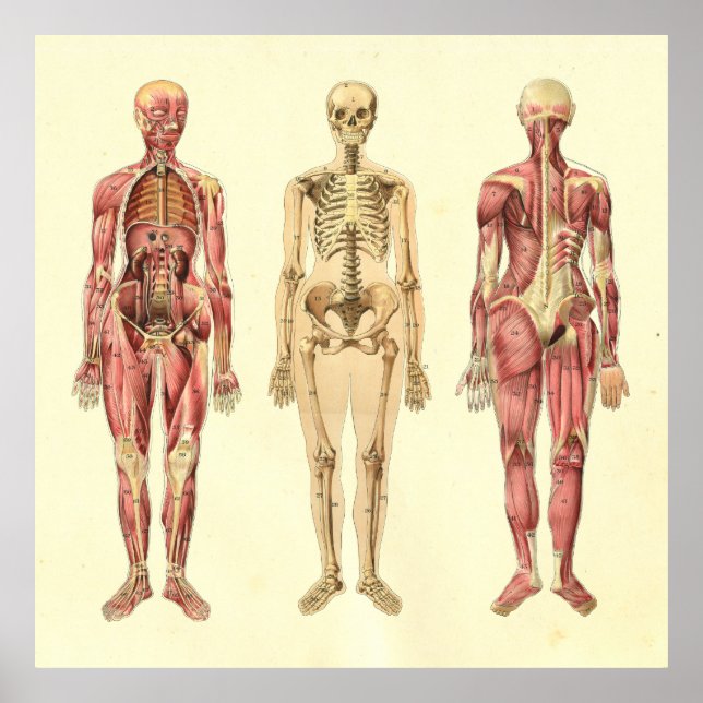 Female Muscle & Skeleton Anatomy Poster (Front)