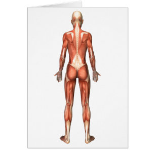 Female Muscular System, Back View