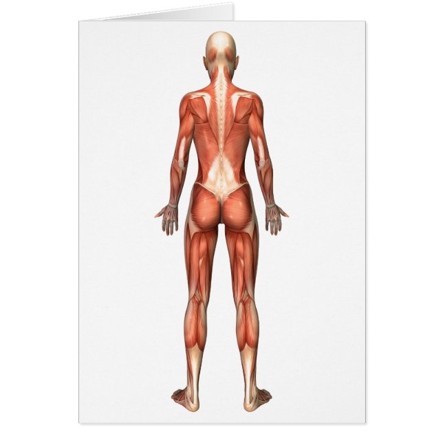 Female Muscular System, Back View (Front)