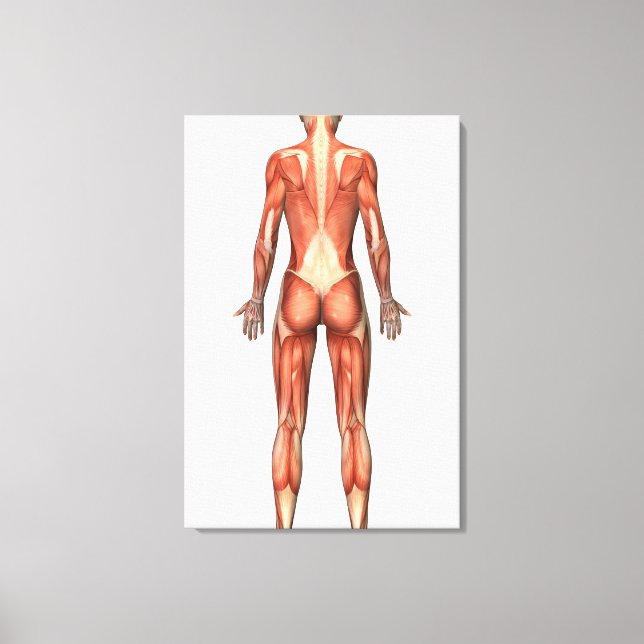 Female Muscular System, Back View Canvas Print (Front)