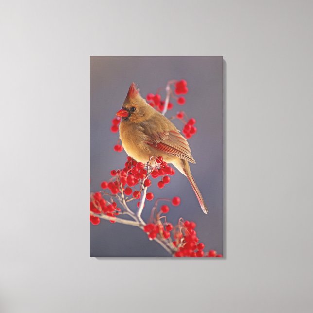 Female Northern Cardinal among hawthorn Canvas Print (Front)