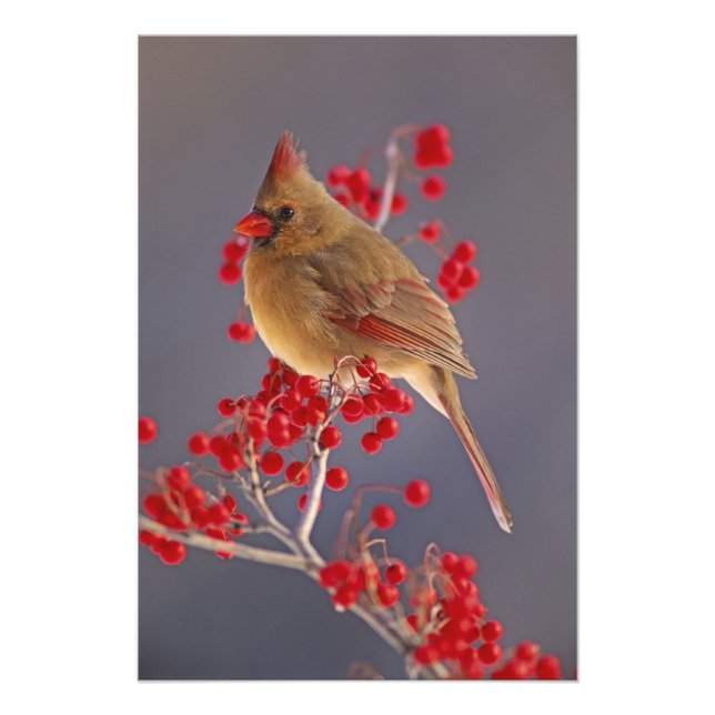 Female Northern Cardinal among hawthorn Photo Print (Front)