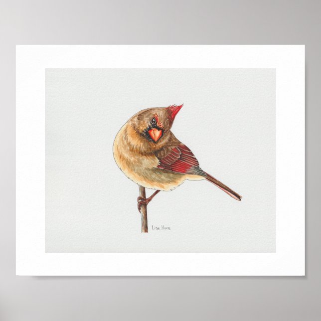 Female Northern Cardinal Art Print (Front)
