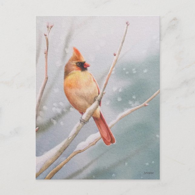 Female Northern Cardinal Bird Watercolor Art Postcard (Front)